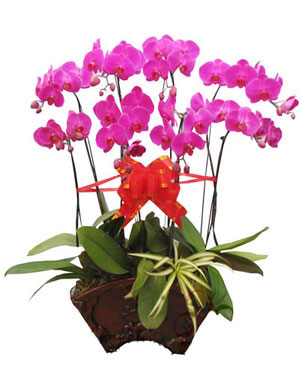 Moth Orchid A