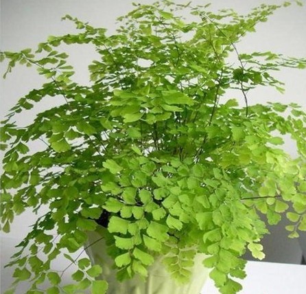 Adiantum