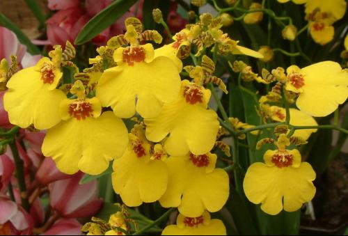 Oncidium