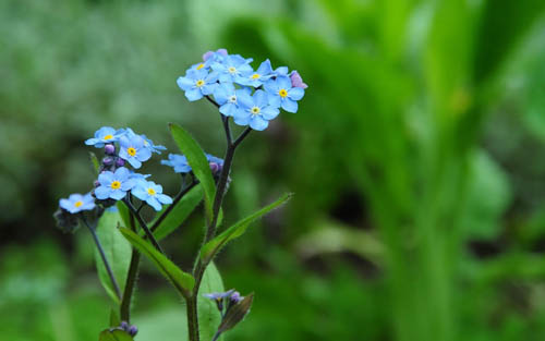 What Is The Forget Me Not China Flowers Shop